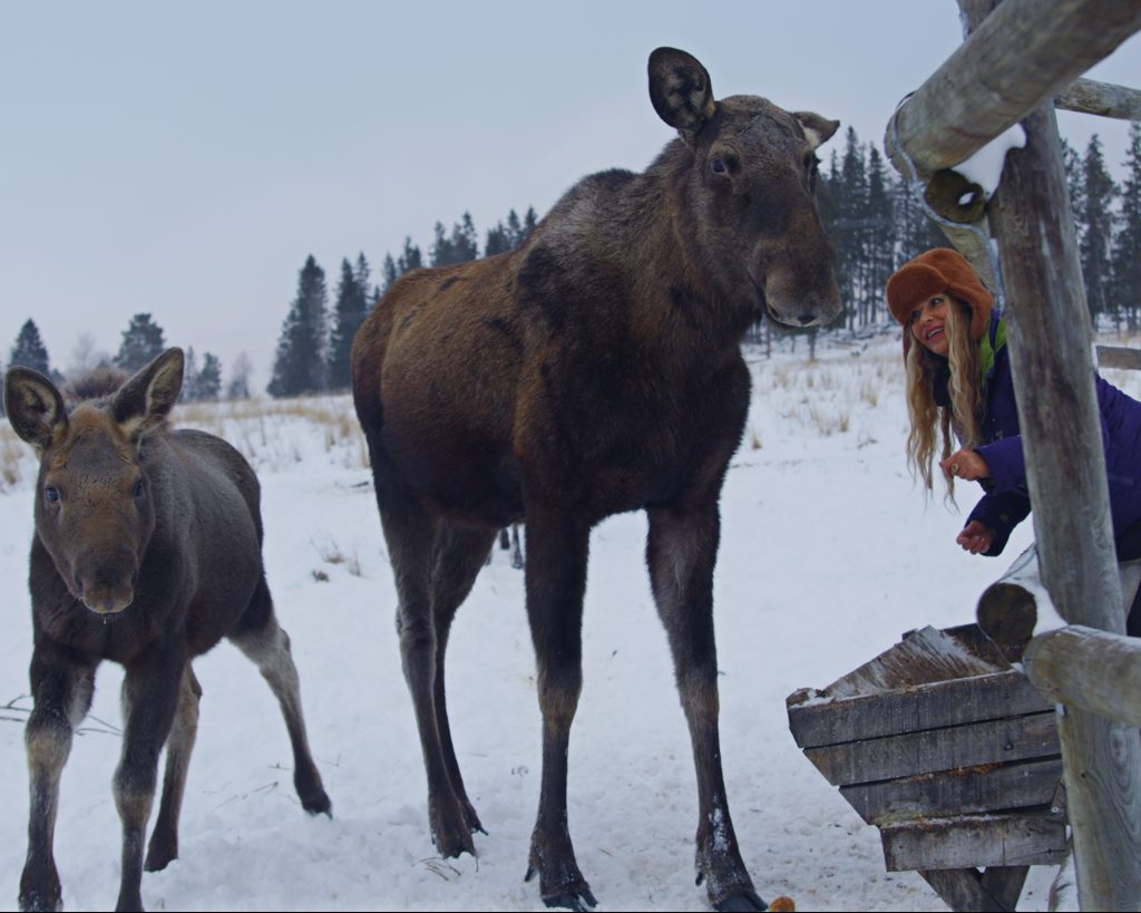 Miria-Panagio-elk-Sweden