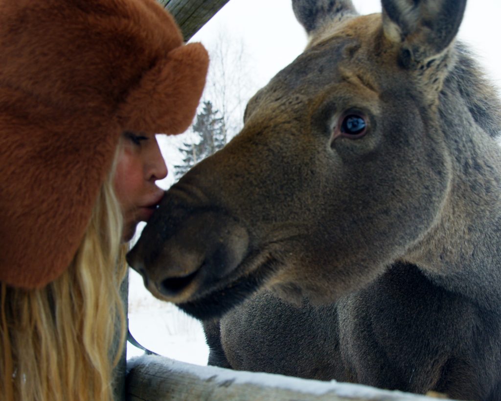 Miria-Panagio-moose-Sweden